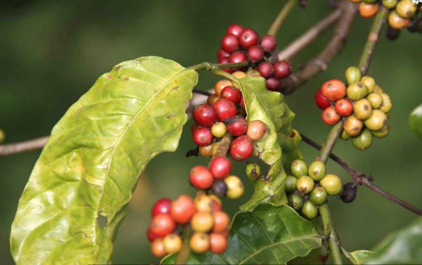 Coffee farm in Vietnam's Central Highlands